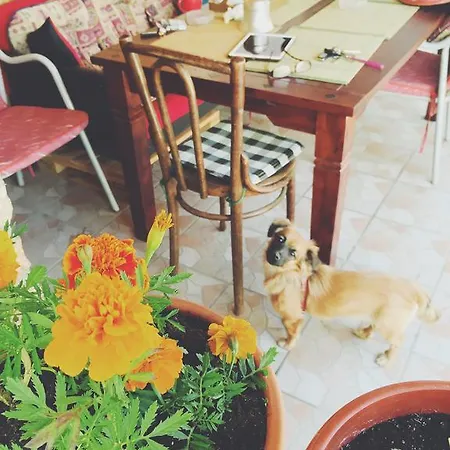 ゲストハウス Nizama's Place サラエヴォ